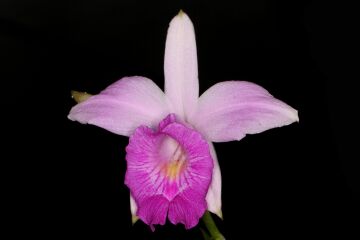 Arundina graminifolia