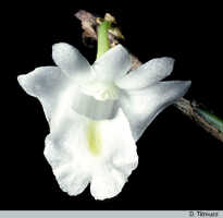 Dendrobium sphenochilum: Dendrobium sphenochilum F.Muell. & Kraenzl., flower, photo D. Titmuss, based on D. Banks cult.