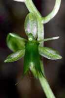 Liparis werneri: Liparis werneri Schltr., flower, photo Jon Cara, from Papua New Guinea, Southern highlands Prov., Tari Gap