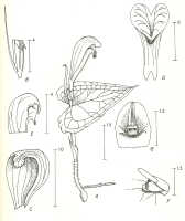 Corybas simbuensis: Corybas simbuensis P.Royen, Phanerog. Monogr. 16 (1983) 42, fig. 7