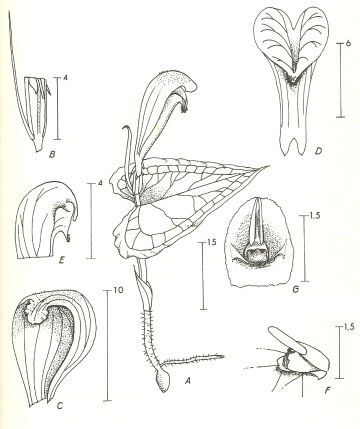 Corybas simbuensis