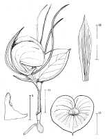 Corybas epiphyticus: Corybas epiphyticus (J.J.Sm.) Schltr., draughtsperson not known, possibly Pieter van Royen, in Phanerog. Monogr. 16 (1983)  53, fig. 11