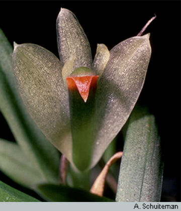 Dendrobium sulphureum