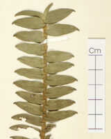 Dendrobium patentissimum: Dendrobium patentissimum J.J.Sm., detail of isotype specimen: Gjellerup 855 (L)
