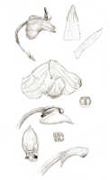 Mediocalcar versteegii: Mediocalcar versteegii J.J.Sm., floral analysis, drawing J.J. Smith, based on Versteeg 1640