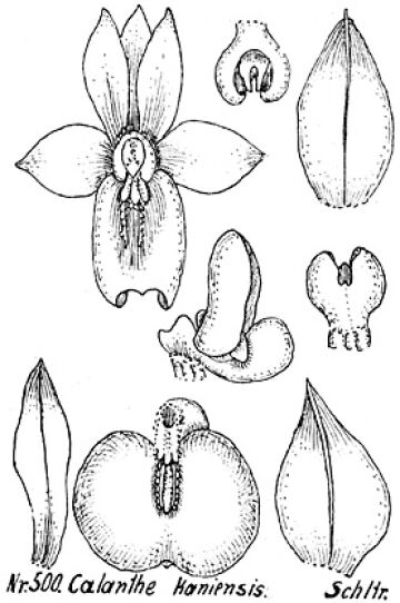 Calanthe kaniensis