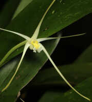 Dendrobium moiorum: Dendrobium moiorum Saputra, Schuit., Wanma & Naive, flower, oblique front view, cult. and photo Reza Saputra, from Indonesia, Papua Barat Prov., Sorong town, SE margin