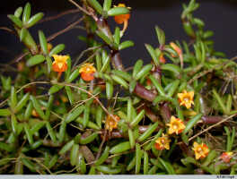 Mediocalcar decoratum: Mediocalcar decoratum Schuit., flowers, front view and oblique lateral view, photo E.F. de Vogel, Leiden cult. 2003XXXX