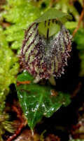 Corybas viridisepalus: Corybas viridisepalus S.P.Lyon, photo Stephanie Pimm Lyon, based on S.P. Lyon SPL 408 (holotype L)
