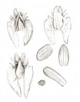 Crepidium retusum: Crepidium retusum (J.J.Sm.) Szlach., & Marg. (as Microstylis retusa J.J.Sm.), floral analysis, drawing J.J. Smith, based on Versteeg 1399b