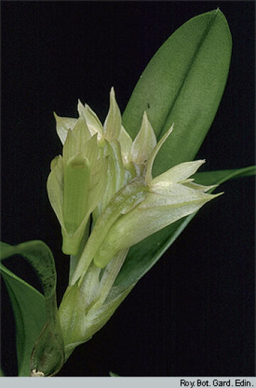 Dendrobium nebularum
