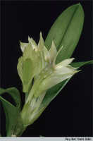 Dendrobium nebularum: Dendrobium nebularum Schltr., flowers, photo Roy. Bot. Gard. Edin., based on Edinburgh cult. 821007 (Reeve 3538)