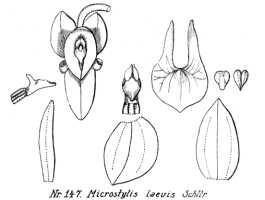 Crepidium laeve: Crepidium laeve (Schltr.) Szlach. (as Microstylis laevis Schltr.), drawing R. Schlechter in Repert. Spec. Nov. Regni Veg. Beih. 21 (1923) t. 43, fig. 147