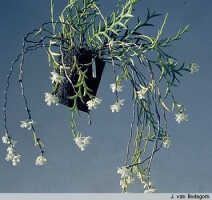 Dendrobium sphenochilum: Dendrobium sphenochilum F.Muell. & Kraenzl., habit, photo J. van Bodegom