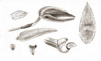 Bulbophyllum arfakianum: Bulbophyllum arfakianum Kraenzl., floral analysis, drawing J.J. Smith, from Feuilletau de Bruyn 164