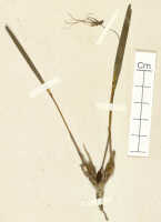 Dendrobium araneola: Dendrobium araneola Schltr. , detail of isotype specimen: Schlechter 20245 (L)