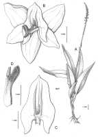 Crepidium zippelii: Crepidium zippelii (J.J.Sm.) Szlach. (as Pseudoliparis zippelii (J.J. Sm.) Marg.). Drawing by Margonska in Ann. Bot. Fennici 40: 64 (‘zippeli’) 2003.