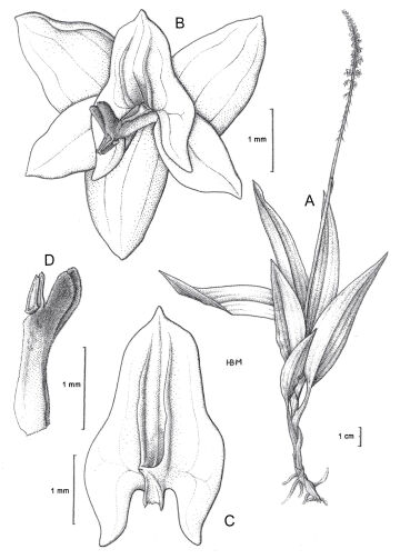 Crepidium zippelii