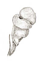Corybas ventricosus: Corybas ventricosus (J.J.Sm.) Schltr., drawing J.J. Smith, from Versteeg 1340