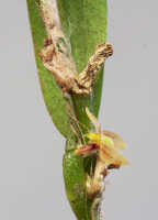 Bulbophyllum dawongense: Bulbophyllum dawongense J.J.Sm., stem part with flower, photo Ed de Vogel, from Papua New Guinea, Morobe Prov., Leiden cult. 20120617 (S. Lyon & N. & F. Juhonewe ).