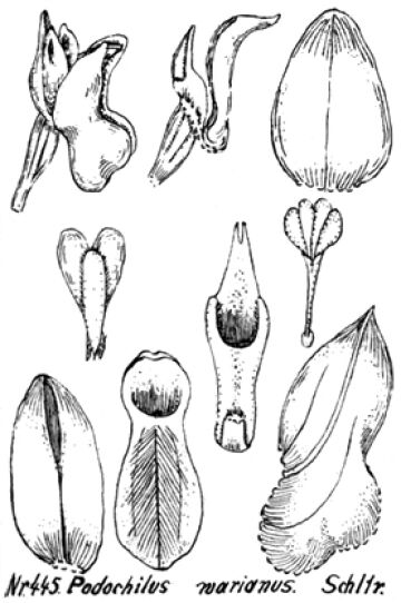 Podochilus warianus