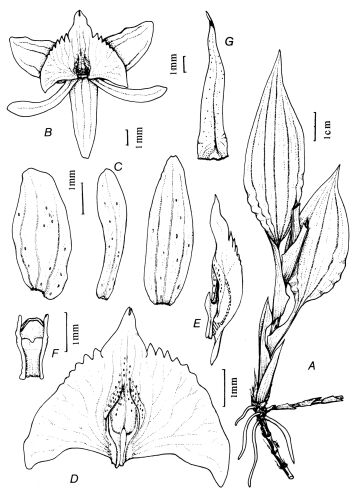 Crepidium yamapense