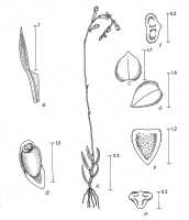 Octarrhena goliathensis: Octarrhena goliathensis J.J.Sm., drawing P. van Royen in Alp. Fl. New Guinea 2 (1979) 755, fig. 261