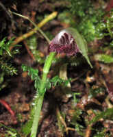 Corybas sagittatus: Corybas sagittatus S.P.Lyon, photo Stephanie Pimm Lyon, based on S.P. Lyon SPL 419 (holo L).