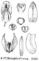 Crepidium olivaceum: Crepidium olivaceum (Schltr.) Szlach.(as Microstylis olivacea Schltr.), drawing R. Schlechter in Repert. Spec. Nov. Regni Veg. Beih. 21 (1923) t. 51, fig. 177