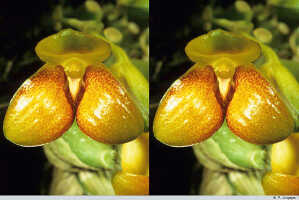 Bulbophyllum najae: Bulbophyllum najae J.J.Verm., Schuit. & de Vogel, flower, front view, photo P. Jongejan, collection Royal Botanic Gardens, Kew, cult. P. Jongejan 1409, from Papua New Guinea, Central Prov.