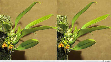 Bulbophyllum najae: Bulbophyllum najae J.J.Verm., Schuit. & de Vogel, plant habit, photo P. Jongejan, collection Royal Botanic Gardens, Kew, cult. P. Jongejan 1409, from Papua New Guinea, Central Prov.