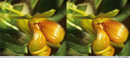 Bulbophyllum najae: Bulbophyllum najae J.J.Verm., Schuit. & de Vogel, flower, oblique front view, photo P. Jongejan, collection Royal Botanic Gardens, Kew, cult. P. Jongejan 1409, from Papua New Guinea, Central Prov.