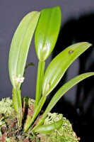 Dendrobium triquetrum: Dendrobium triquetrum Ridl., plant habit, photo Ed de Vogel, Leiden cult. 20031712 (Harris 1661), from Papua New Guinea, Central Highlands Prov.