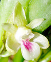 Dendrobium triquetrum: Dendrobium triquetrum Ridl., flower, oblique front view, photo Ed de Vogel, Leiden cult. 20031712 (Harris 1661), from Papua New Guinea, Central Highlands Prov.