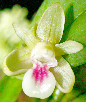 Dendrobium triquetrum
