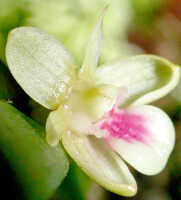 Dendrobium triquetrum: Dendrobium triquetrum Ridl., flower, oblique lateral view from above, photo Ed de Vogel, Leiden cult. 20031712 (Harris 1661), from Papua New Guinea, Central Highlands Prov.