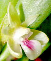 Dendrobium triquetrum: Dendrobium triquetrum Ridl., flower, oblique lateral view, photo Ed de Vogel, Leiden cult. 20031712 (Harris 1661), from Papua New Guinea, Central Highlands Prov.