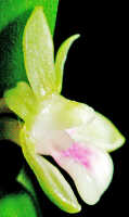 Dendrobium triquetrum: Dendrobium triquetrum Ridl., flower, lateral view, photo Ed de Vogel, Leiden cult. 20031712 (Harris 1661), from Papua New Guinea, Central Highlands Prov.