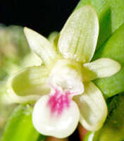 Dendrobium triquetrum: Dendrobium triquetrum Ridl., flower, front view, photo Ed de Vogel, Leiden cult. 20031712 (Harris 1661), from Papua New Guinea, Central Highlands Prov.