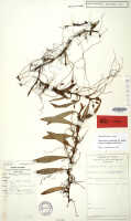 Mediocalcar versteegii subsp. amphigeneum: Mediocalcar versteegii J.J.Sm. subsp. amphigeneum Schuit., herbarium sheet, Brass 27859 (holotype specimen L)