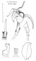 Bulbophyllum codonanthum: Bulbophyllum codonanthum Schltr.,  J.J. Vermeulen, sketch, flower analysis, based on Jongejan 295 (L)