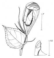 Corybas cymatilis: Corybas cymatilis P.Royen, draughtsperson not known, possibly Pieter van Royen, in Phanerog. Monogr. 16 (1983) 64, fig. 14