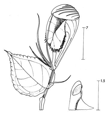 Corybas cymatilis