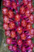 Robiquetia hamata: Robiquetia hamata Schltr., part of inflorescence, photo Jon Cara, from Papua New Guinea, Western Highlands Prov., Mount Hagen