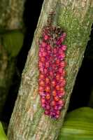 Robiquetia hamata: Robiquetia hamata Schltr., inflorescence, photo Jon Cara, from Papua New Guinea, Western Highlands Prov., Mount Hagen