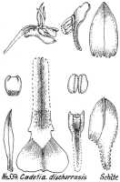 Dendrobium chionanthum: Dendrobium chionanthum Schltr. (as Cadetia dischorensis Schltr.), drawing R. Schlechter in Repert. Spec. Nov. Regni Veg. Beih. 21 (1923) t. 149, fig. 554