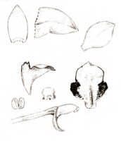 Dendrobium papyraceum: Dendrobium papyraceum J.J.Sm., drawing J.J. Smith, based on Bogor cult. (Branderhorst) 257B