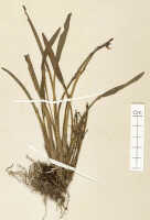 Dendrobium iboense: Dendrobium iboense Schltr., detail of isosyntype specimen: Schlechter 17799 (L)