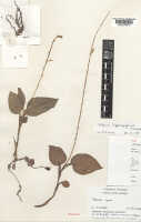 Crepidium hippocrepiforme: Crepidium hippocrepiforme (J.J.Wood) Marg. & Szlach. (as Malaxis hippocrepiformis J.J.Wood), herbarium sheet, Sands (Sands, Pattison & Wood) 1740 (holotype specimen K), photo copyright the Board of Trustees of the Royal Botanic Gardens, Kew