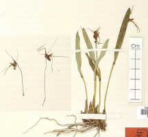Dendrobium vanilliodorum: Dendrobium vanilliodorum J.J.Sm., detail of probable isotype specimen: Bogor cult. s.n. (L)
